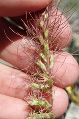 Holothrix burchellii