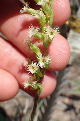 Holothrix burchellii