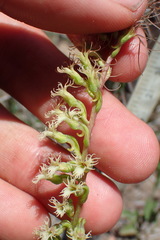 Holothrix burchellii