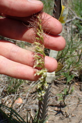 Holothrix burchellii