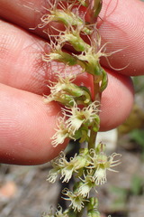 Holothrix burchellii