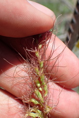 Holothrix burchellii