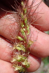 Holothrix burchellii