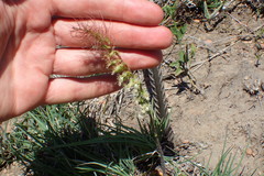 Holothrix burchellii