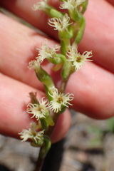 Holothrix burchellii