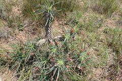 Euphorbia clava
