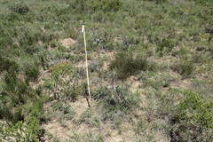 Euphorbia clava