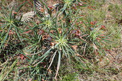 Euphorbia clava