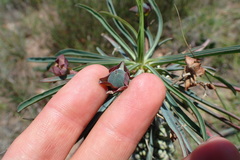 Euphorbia clava