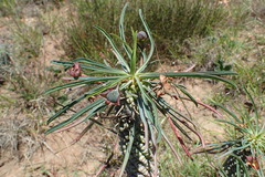 Euphorbia clava