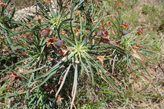 Euphorbia clava