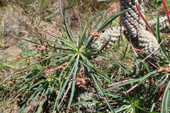 Euphorbia clava