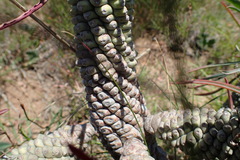Euphorbia clava