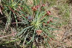 Euphorbia clava