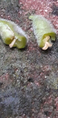 Dasineura violahirtae