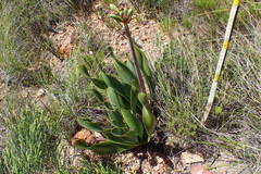 Cyrtanthus obliquus