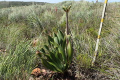 Cyrtanthus obliquus