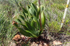 Cyrtanthus obliquus