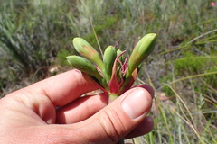 Cyrtanthus obliquus