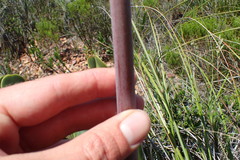 Cyrtanthus obliquus