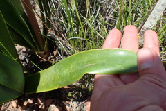 Cyrtanthus obliquus