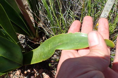 Cyrtanthus obliquus