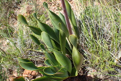 Cyrtanthus obliquus