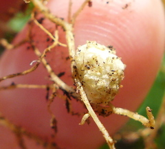 Rhizobiales