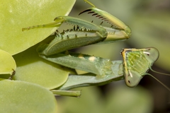 Sphodromantis viridis
