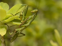 Sphodromantis viridis