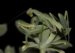 Sphodromantis viridis