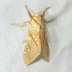 Lophocampa mixta