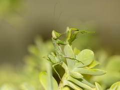 Sphodromantis viridis