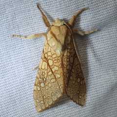 Lophocampa mixta