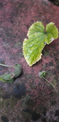 Dasineura violahirtae
