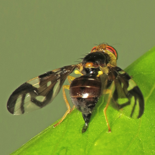 Celery Fly photo 3