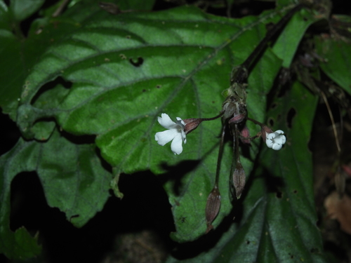 Napeanthus macrostoma