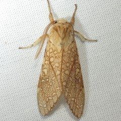 Lophocampa mixta