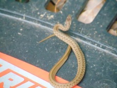 Storeria dekayi