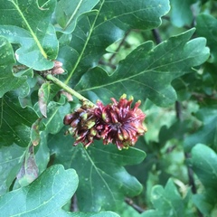 Andricus grossulariae