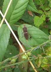 Leptoglossus phyllopus