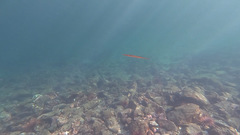 Aulorhynchus flavidus