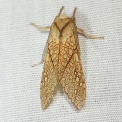 Lophocampa mixta