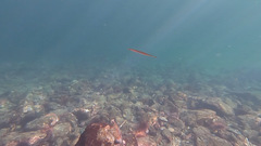 Aulorhynchus flavidus