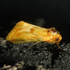 Cirrhophanus dyari