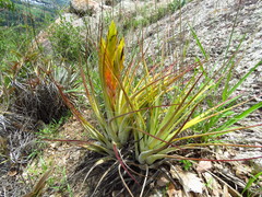 Tillandsia fasciculata