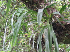 Cyrtochiloides ochmatochila