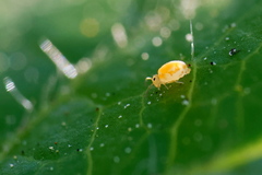 Deuterosminthurus pallipes