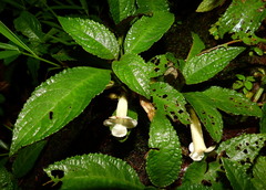 Nautilocalyx mimuloides