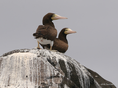 Sula leucogaster leucogaster